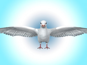 Dove White Pigeon Modelo 3D