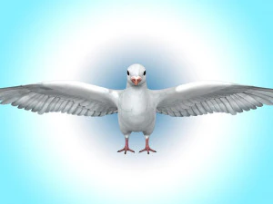 Dove White Pigeon 3D Model