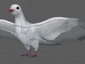 Dove White Pigeon Modelo 3D