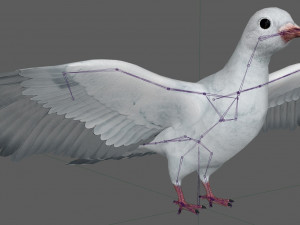 Dove White Pigeon Modelo 3D