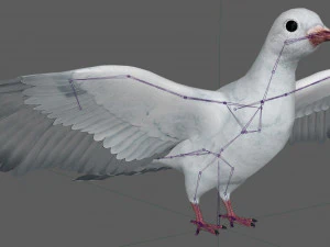 Dove White Pigeon 3D Model
