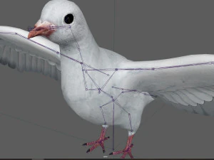 Dove White Pigeon 3D Model