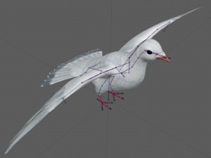 Dove White Pigeon Modelo 3D