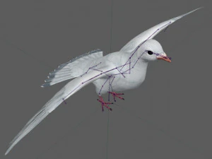 Dove White Pigeon 3D Model