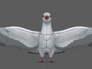 Dove White Pigeon Modelo 3D