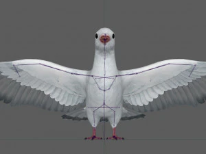 Dove White Pigeon 3D Model