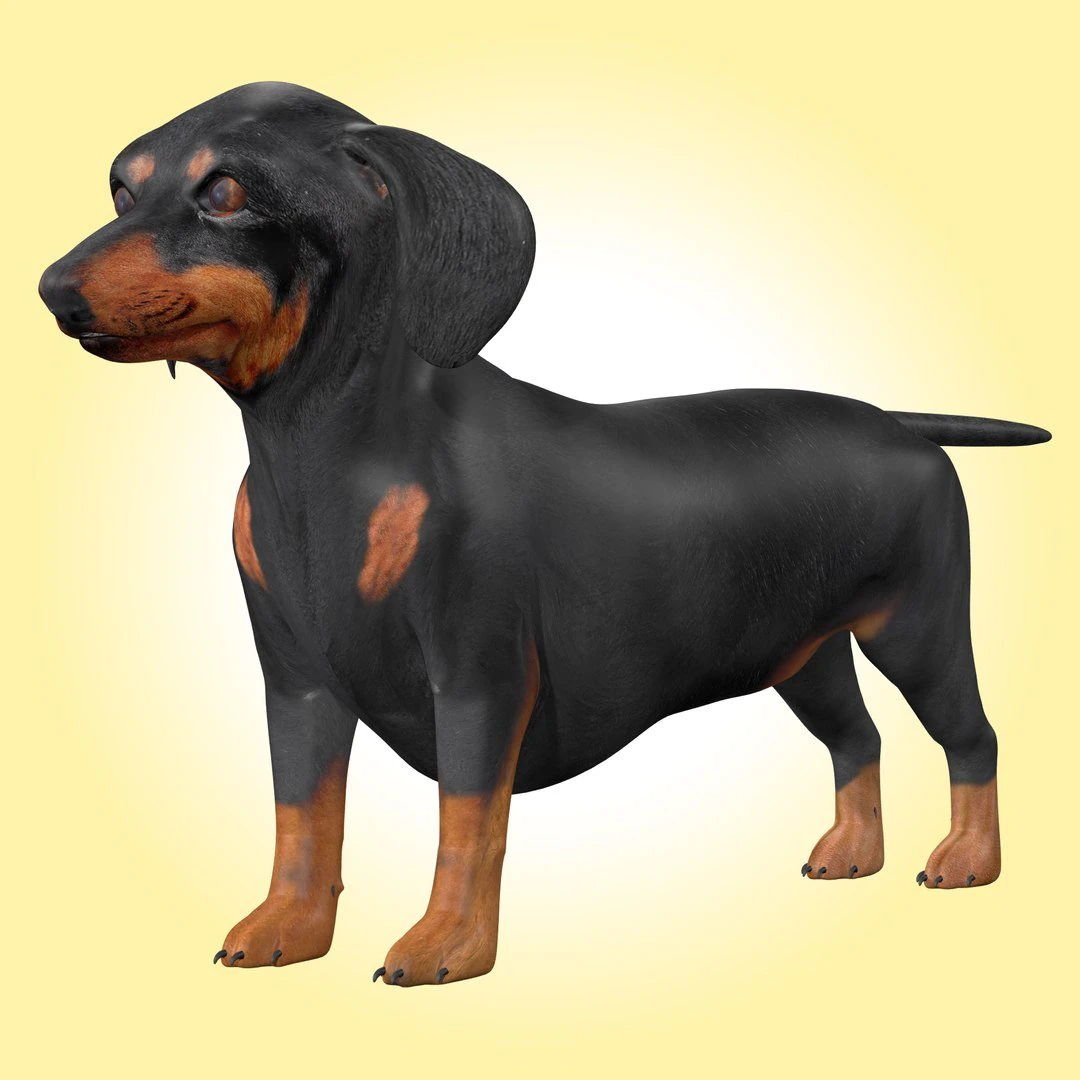 Dachshund Dog Rig 3D Model .c4d .max .obj .3ds .fbx .stl .blend