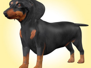 Dachshund Dog Rig Model 3D