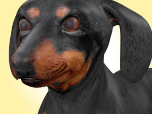 Dachshund Dog Rig 3D Model