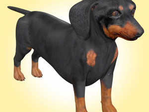 Dachshund Dog Rig 3Dモデル