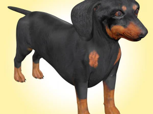 Dachshund Dog Rig 3D Model