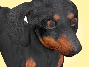 Dachshund Dog Rig 3D Model