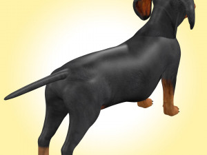 Dachshund Dog Rig 3Dモデル