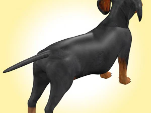Dachshund Dog Rig 3D Model