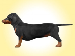 Dachshund Dog Rig 3Dモデル