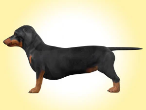 Dachshund Dog Rig 3D Model