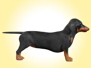 Dachshund Dog Rig 3D Model