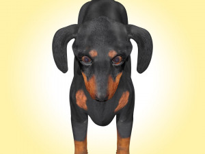 Dachshund Dog Rig 3Dモデル