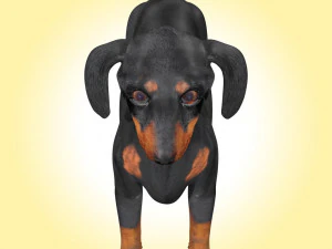 Dachshund Dog Rig 3D Model
