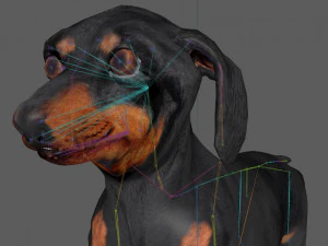 Dachshund Dog Rig 3D Model