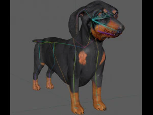 Dachshund Dog Rig 3D Model