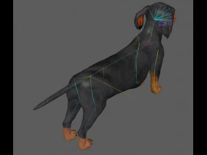 Dachshund Dog Rig 3D Model
