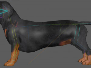 Dachshund Dog Rig 3D Model
