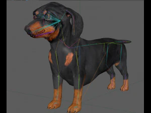 Dachshund Dog Rig 3D Model
