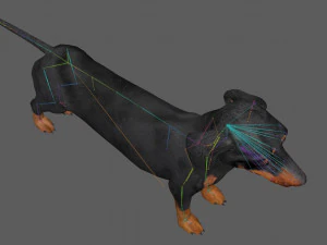 Dachshund Dog Rig 3D Model
