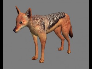 chakal 3D Model