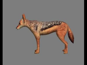 chakal 3D Model