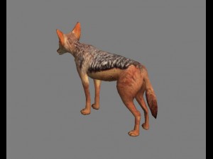 chakal Modelo 3D