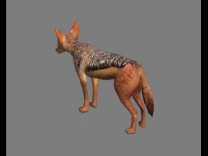 chakal 3D Model