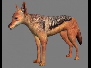 chakal Modelo 3D