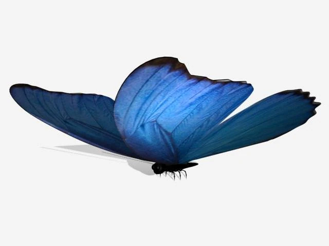 butterfly 3D Model .c4d .max .obj .3ds .fbx .stl .blend 