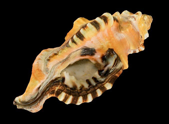 seashell 3D Model .c4d .max .obj .3ds .fbx .stl .blend