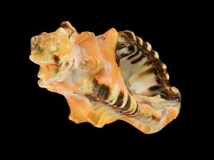 seashell 3Dモデル