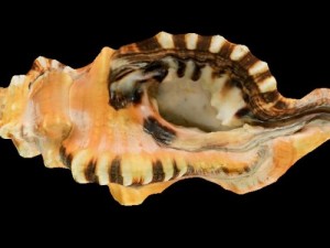 seashell 3Dモデル