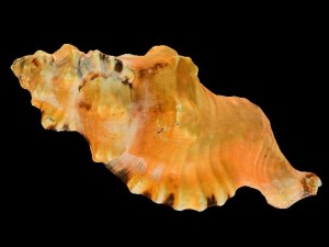 seashell 3Dモデル