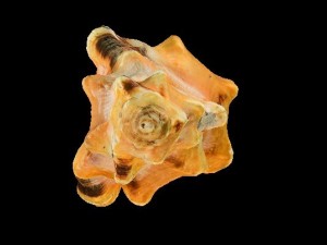 seashell 3Dモデル