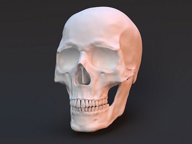 human skull 3D Model .c4d .max .obj .3ds .fbx .stl .blend 