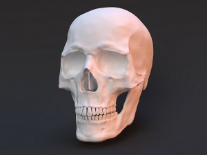 human skull 3D Model