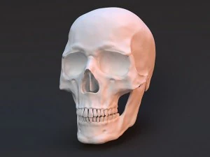 इंसान की खोपड़ी 3D मॉडल