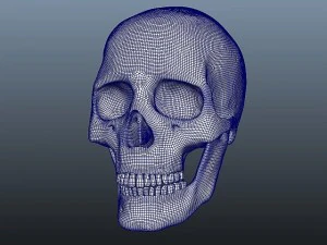 इंसान की खोपड़ी 3D मॉडल