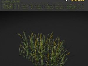 plains grass 3D Models