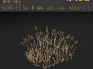 dry bentgrass 3D Model