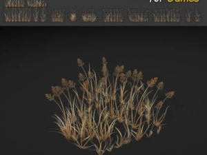 erba secca Modello 3D