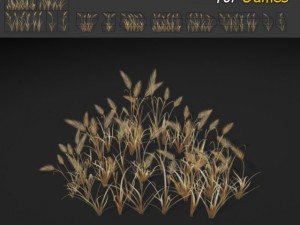 dry feather grass 3D Model