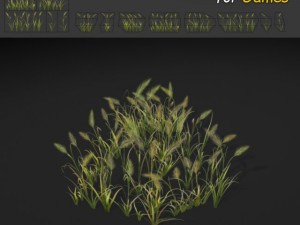 feather reed grass 3D Model