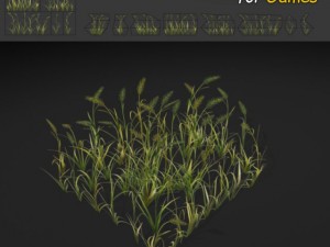 wheatgrass 3D Model
